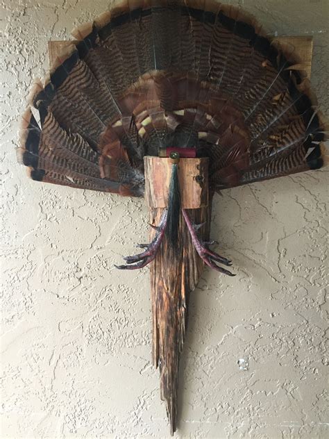 Turkey fan mounts ideas - Apr 28, 2017 · You've bagged a thunder chicken. Now you want to mount its fan.Rated Red's Abby Casey walks you through the simple steps to mounting a turkey fan.___Check th... 